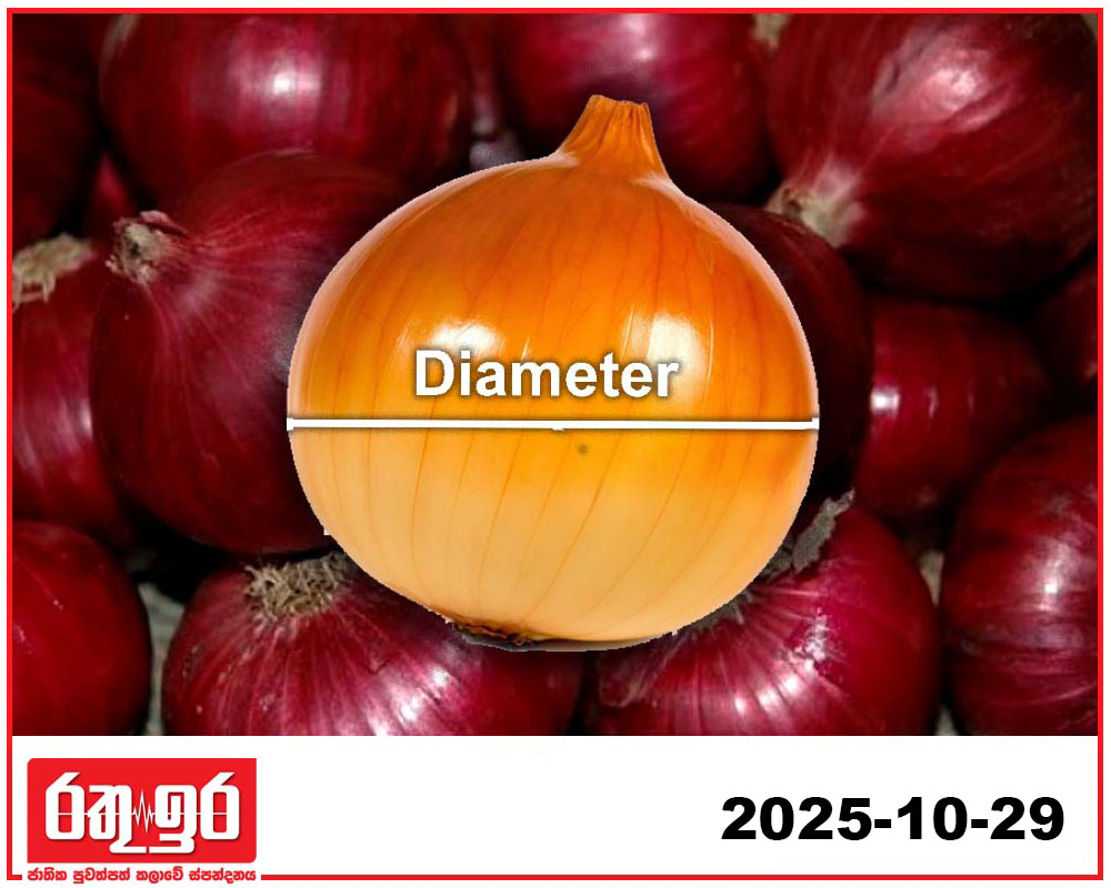 ලොකු ලූනුවල විෂ්කම්භය නිසා ගොවියොත් අනාථයි