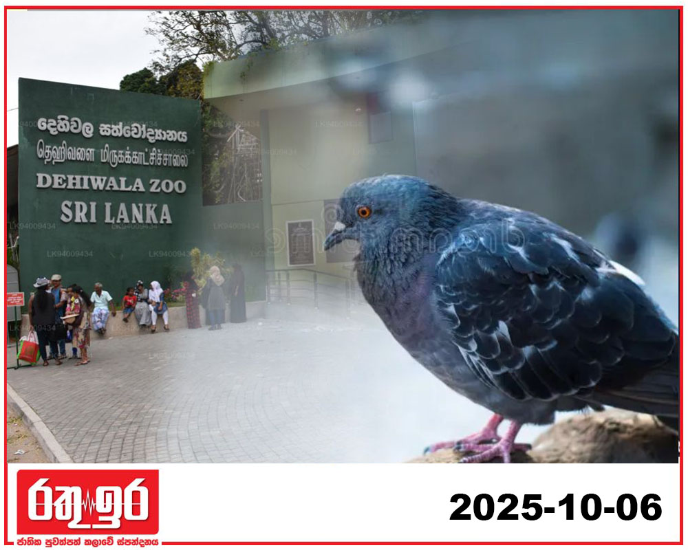 සත්තු වත්තේ පරවි කූඩුවට වැඩේ දෙයි..!