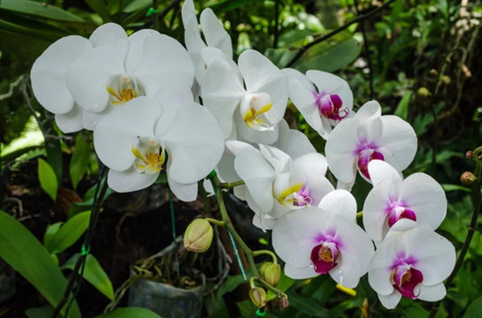 නොපසුබට උත්සාහයේ ප්‍රීතිය: ඕකිඩ් මලක් කියා දුන් අපූරු පාඩම