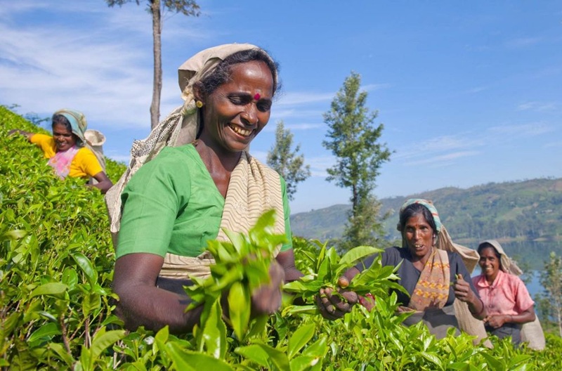 QR ක්‍රමයට සහනාධාර තේ පොහොර ලබාදීමේ වැඩසටහනේ ඉහළ ප්‍රගතියක්