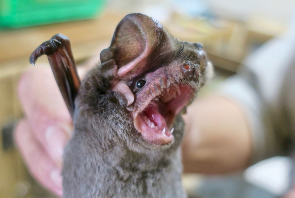 දුර්ලභ වවුලන් විශේෂ දෙකක් මෙරටින් පළමු වරට සොයා ගැනේ