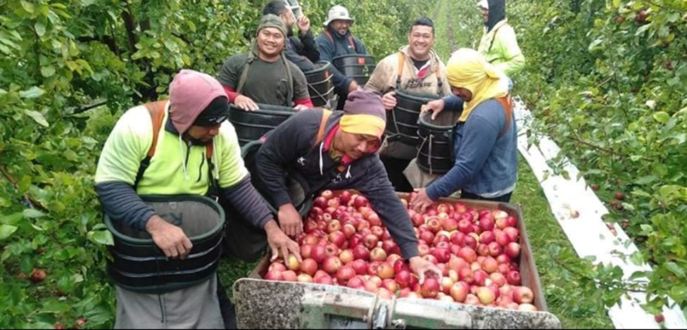 නවසීලන්ත  සිහින දකින අයට සුභආරංචියක්