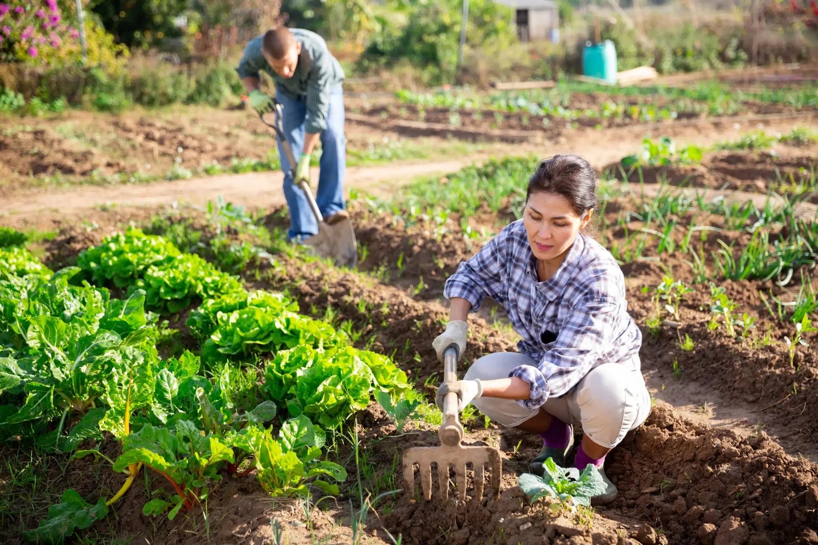 ඔබ තිරසාර හා වගකිවයුතු ‘ගොවිතැන් ක්‍රම’ අනුගමනය කළ යුතු ඇයි ?