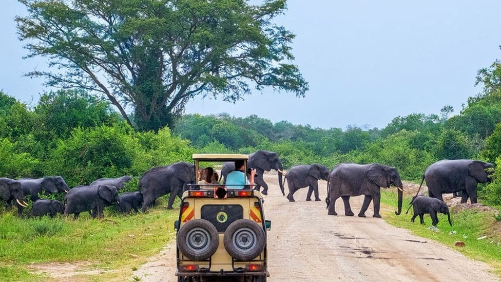 වනජීවී සංරක්ෂණ දෙපාර්තමේන්තුවෙන් සංචාරකයින්ට සතුටුදායක පුවතක්