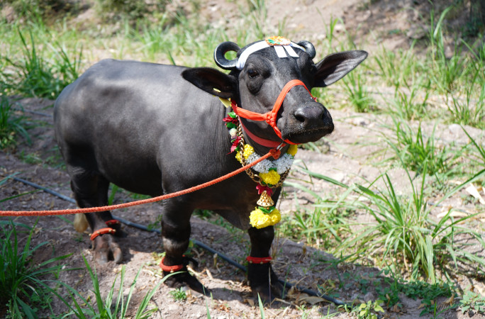 Guinness world records: ලොව කුඩාම මී හරකා වන ‘රාධා’ හමුවන්න!
