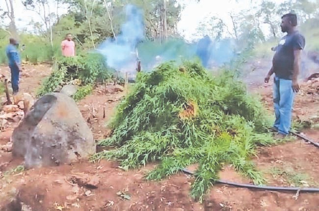 ගංජා හේන් තුනක් වටයි – ගංජා පැළ 60,000ක් සහ ගිනි අවි දෙකක් සමඟ සැකකරුවන් අත්අඩංගුවට